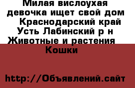 Милая вислоухая девочка ищет свой дом.  - Краснодарский край, Усть-Лабинский р-н Животные и растения » Кошки   